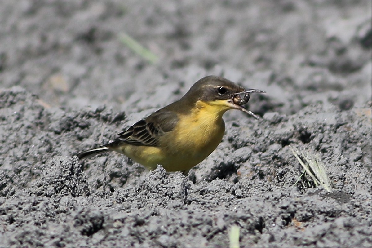 Eastern Yellow Wagtail (Manchurian) - ML117376881