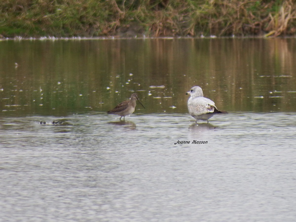 Long-billed Dowitcher - ML117377011