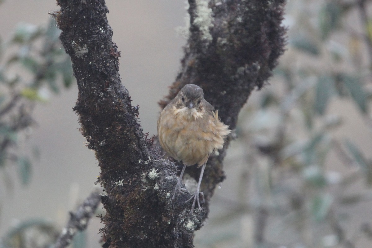 Tawny Antpitta - ML117377561