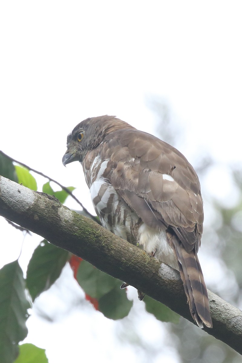 Crested Goshawk - ML117377571