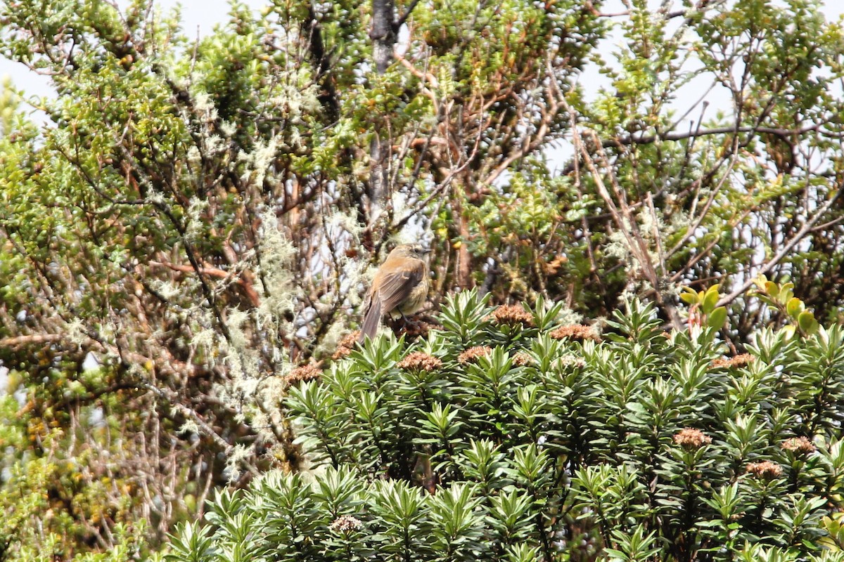 Brown-backed Chat-Tyrant - ML117377951