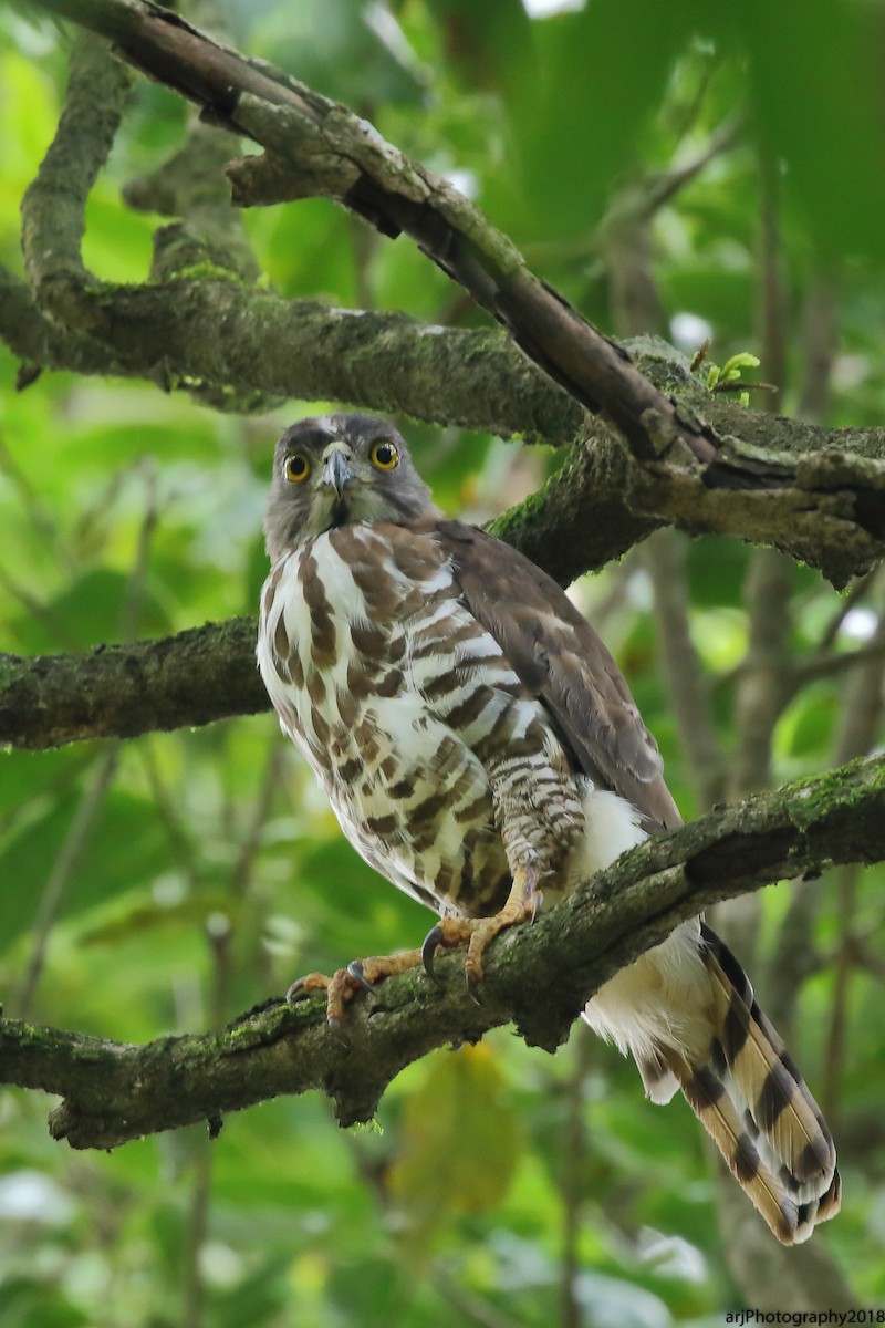 Crested Goshawk - ML117378091