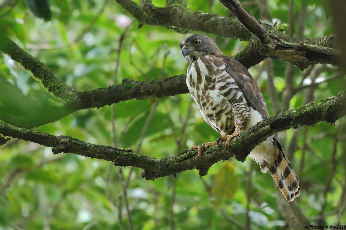 Crested Goshawk - Rahul  Singh