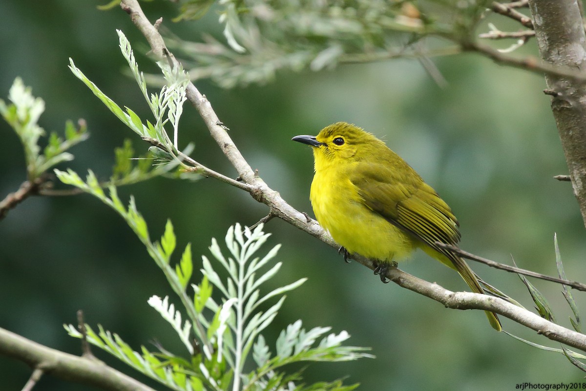 Yellow-browed Bulbul - Rahul  Singh