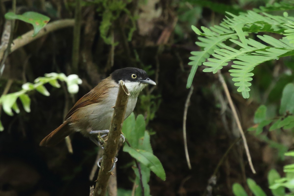 Dark-fronted Babbler - ML117378471