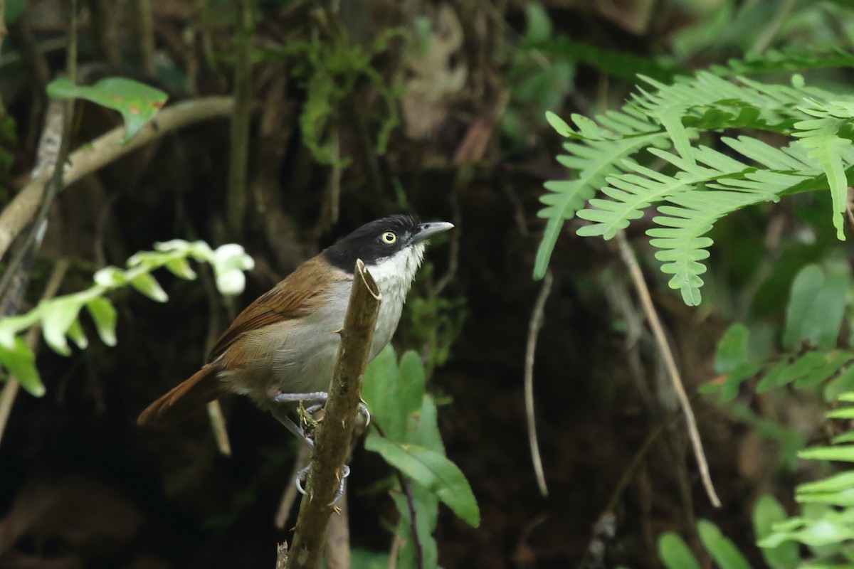 Dark-fronted Babbler - ML117378481