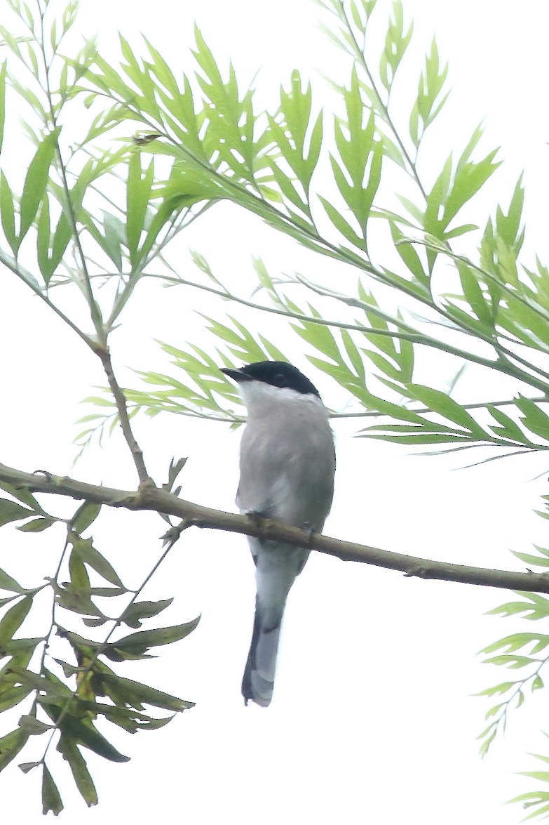 Bar-winged Flycatcher-shrike - ML117378741