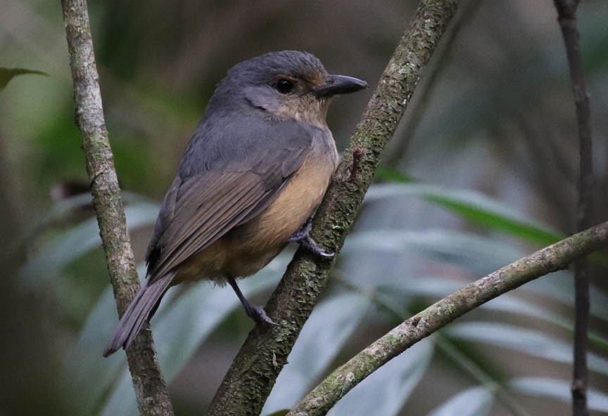 Bower's Shrikethrush - Mark Dennis