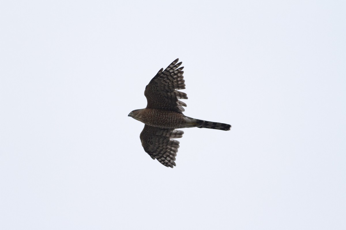 Cooper's Hawk - ML117379261