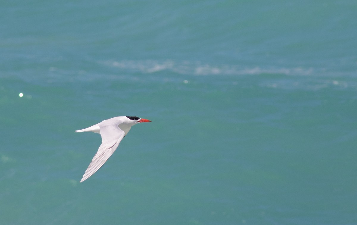 Caspian Tern - Oliver Burton