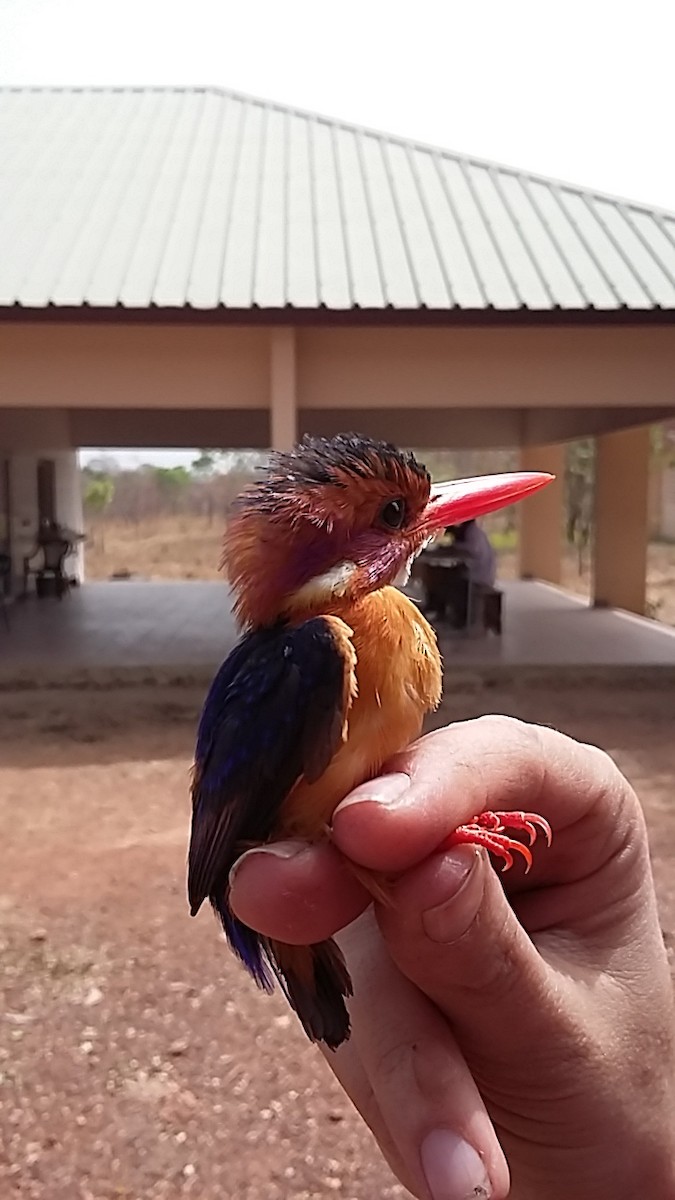 African Pygmy Kingfisher - ML117380581