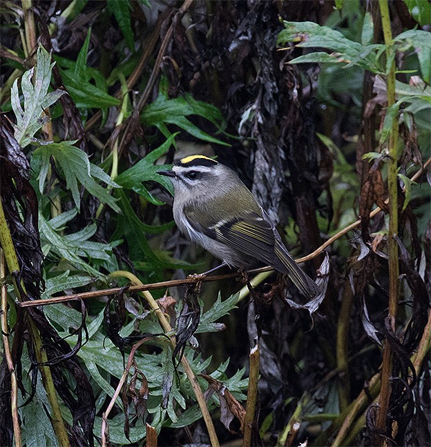 Golden-crowned Kinglet - ML117380621
