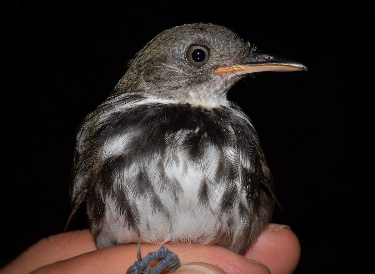 Ringed Antpipit - ML117380631