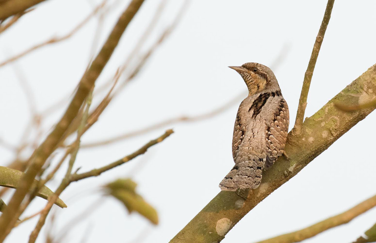 Eurasian Wryneck - ML117381361