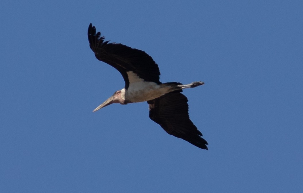 Marabou Stork - Oliver Burton
