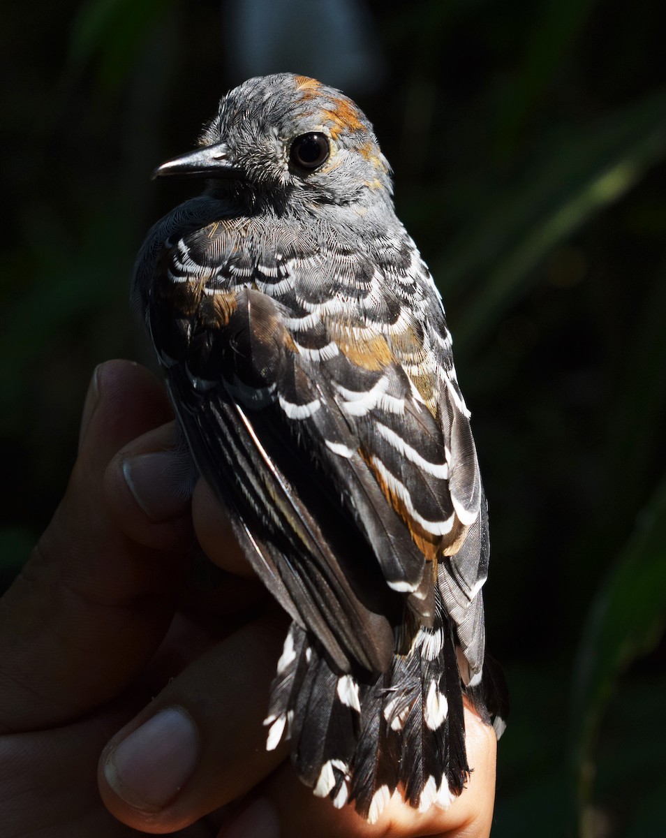 Common Scale-backed Antbird - ML117381731