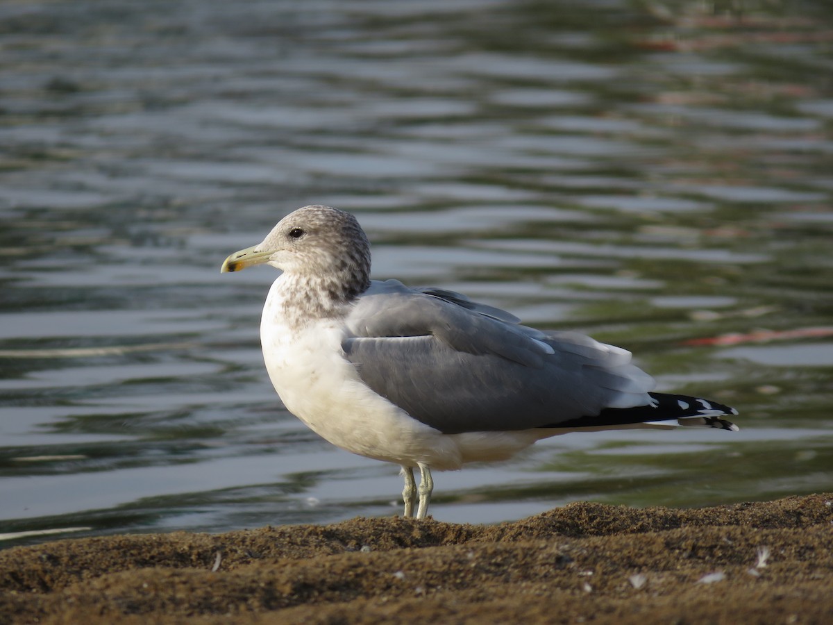 California Gull - ML117382671