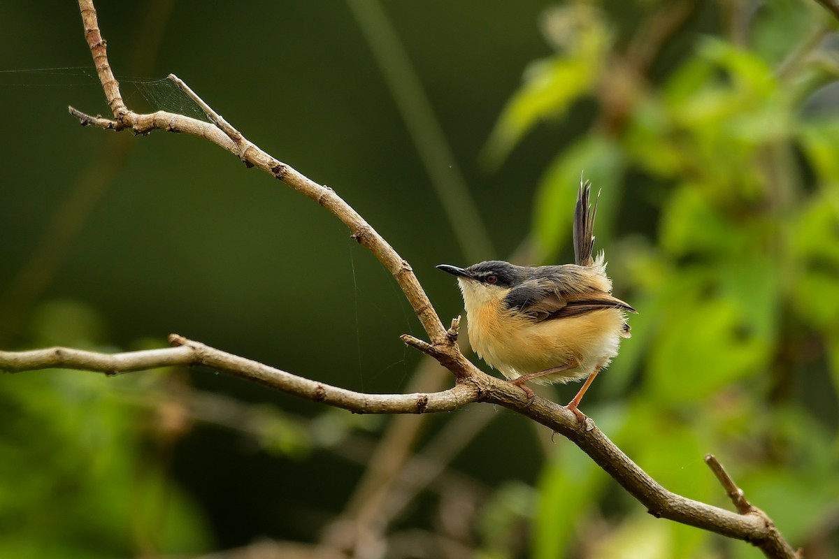 Ashy Prinia - ML117383491