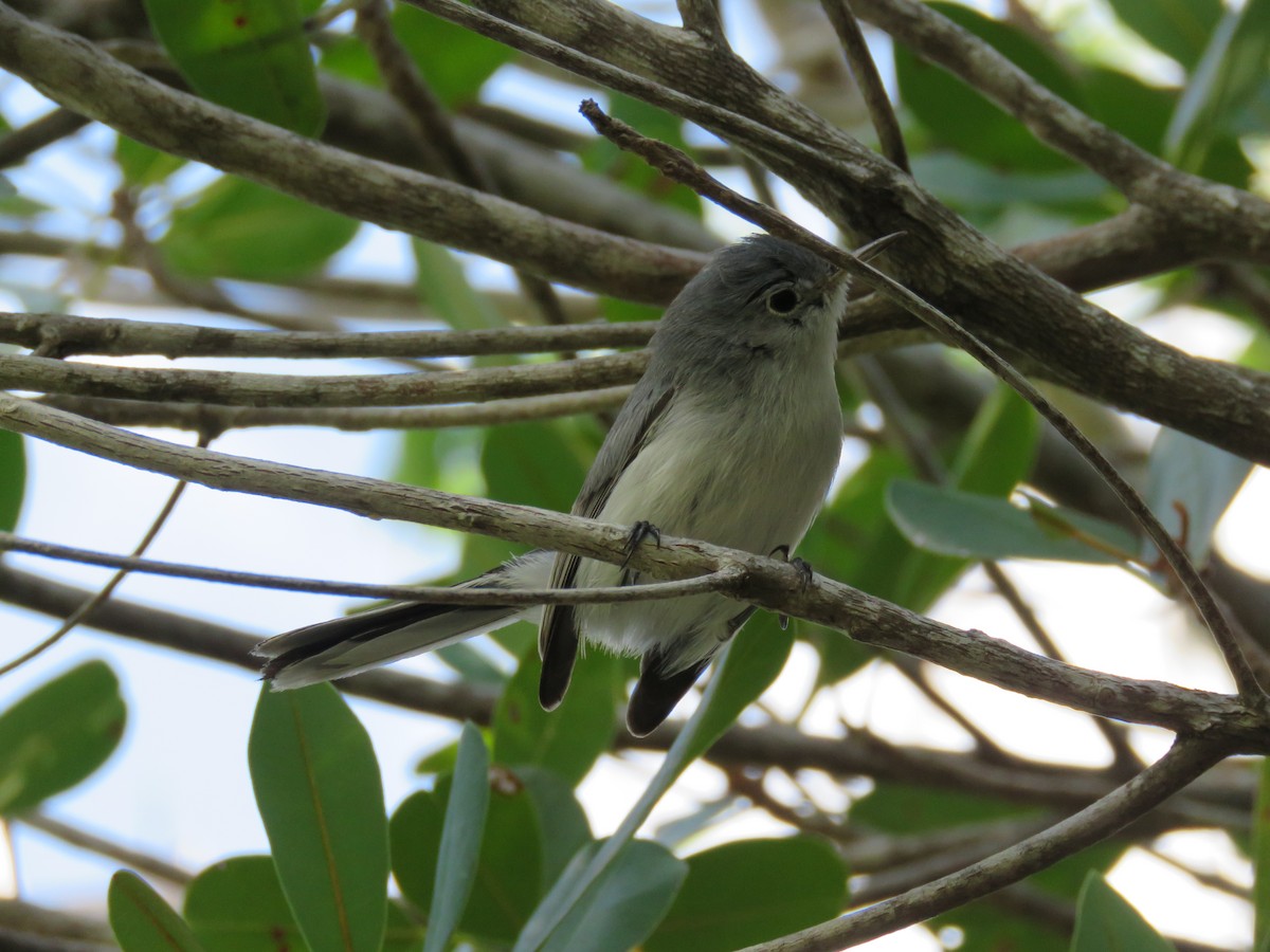 Blue-gray Gnatcatcher - ML117384081