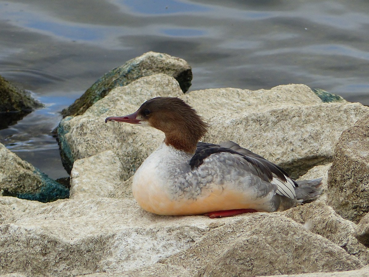 Хумхин бохио - ML117384341