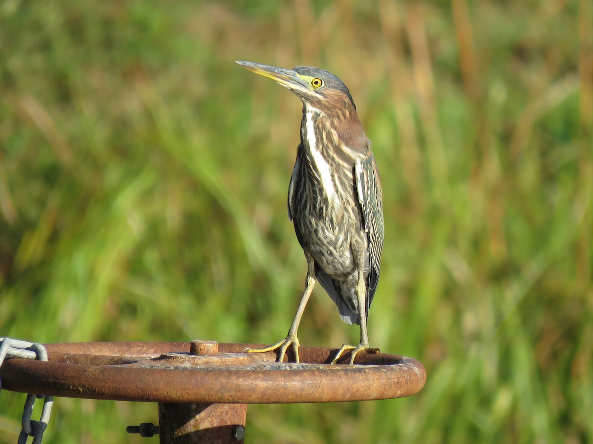 Green Heron - ML117384871