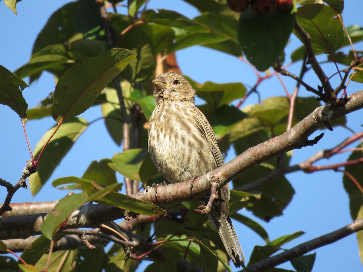 House Finch - ML117384911