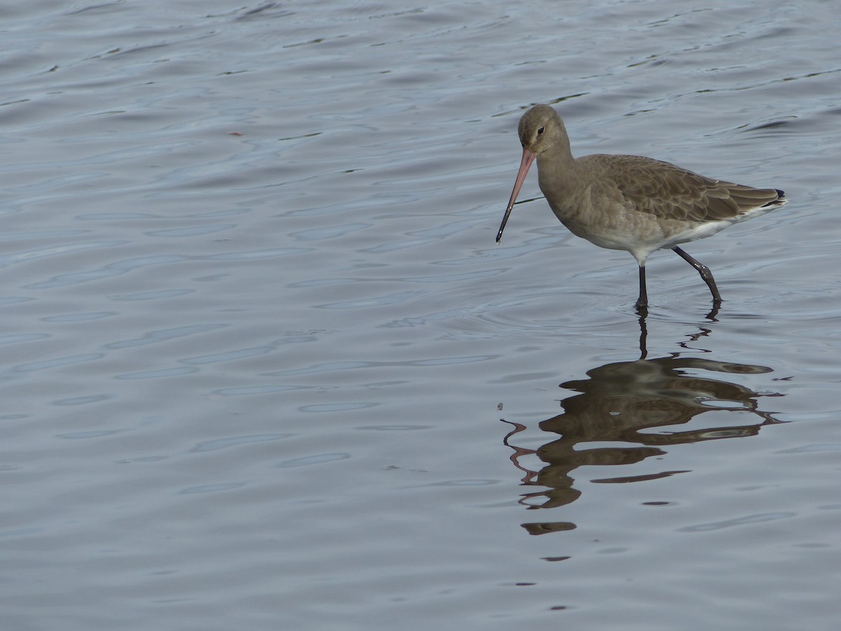 Black-tailed Godwit - ML117385161