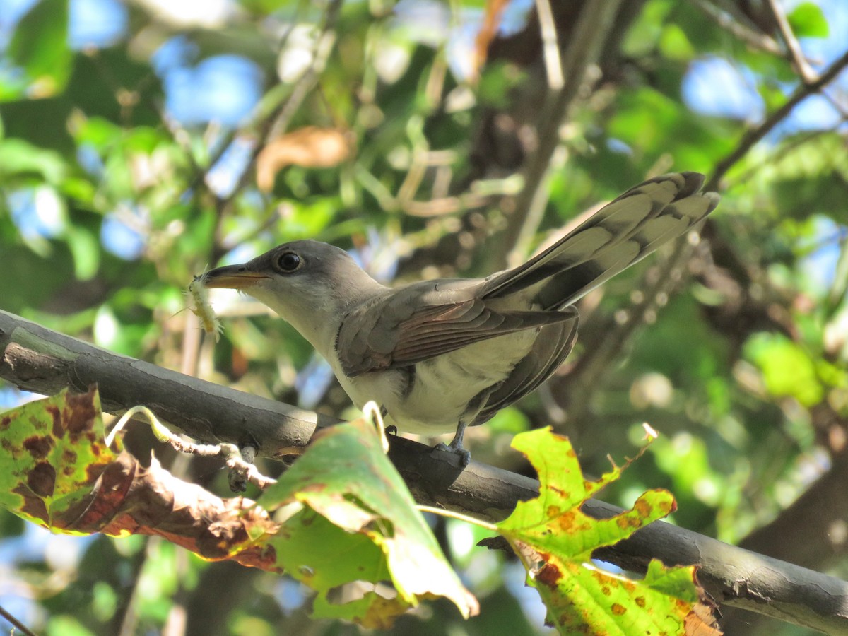 Yellow-billed Cuckoo - ML117385321