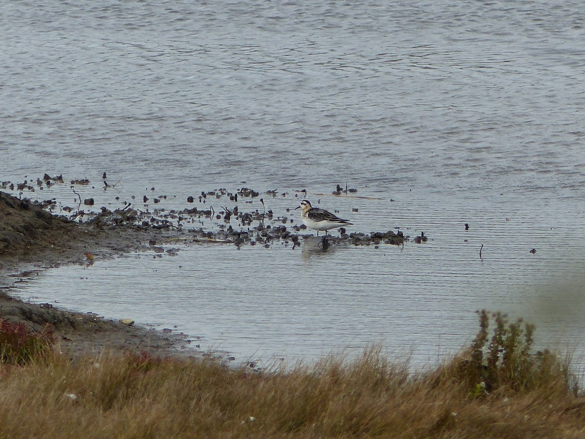 Red Phalarope - ML117385331