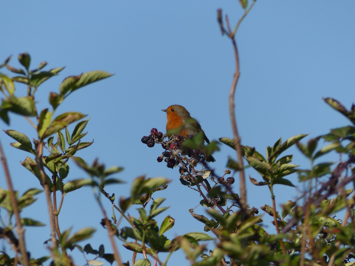 European Robin - ML117386391