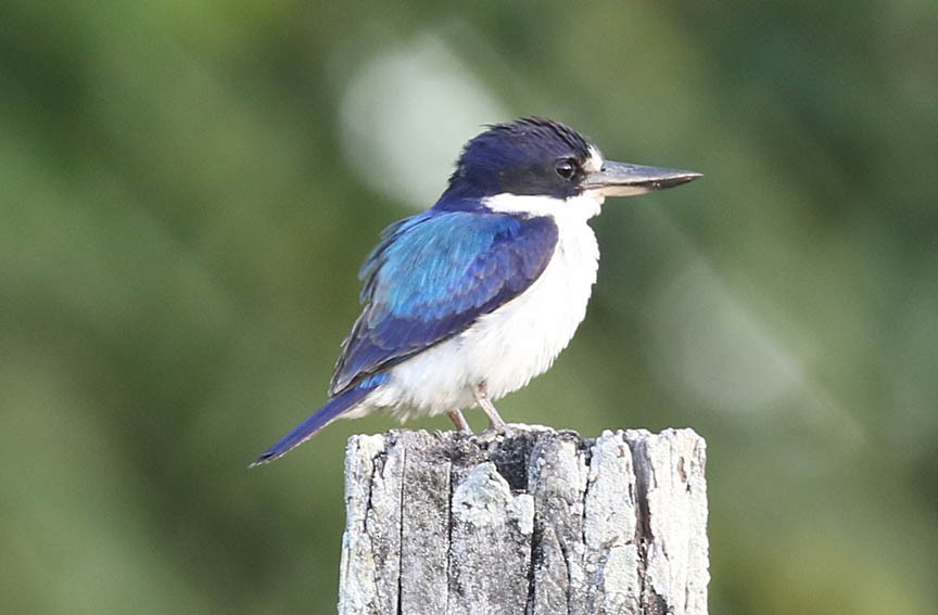 Forest Kingfisher - ML117387221