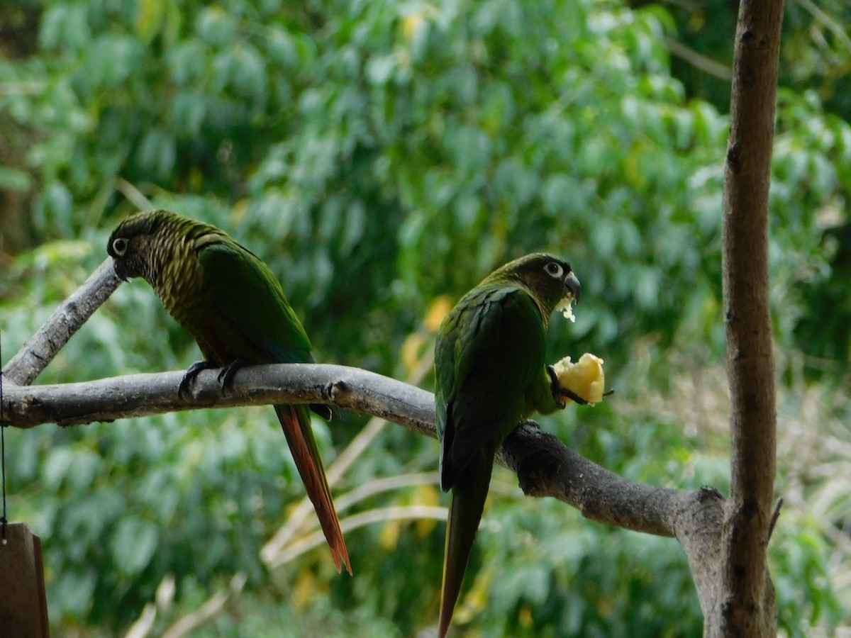 Maroon-bellied Parakeet - ML117387361