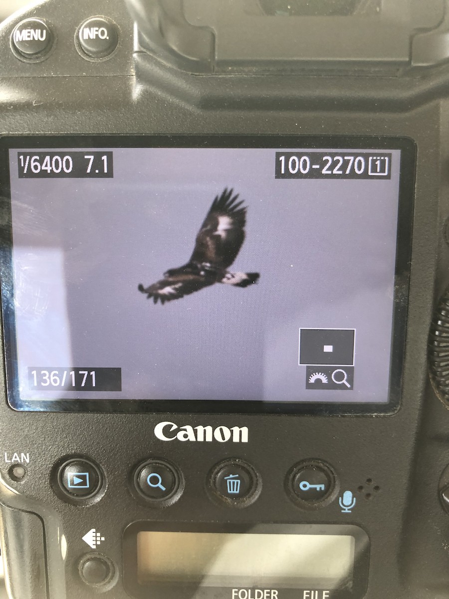 Golden Eagle - Omar alshaheen