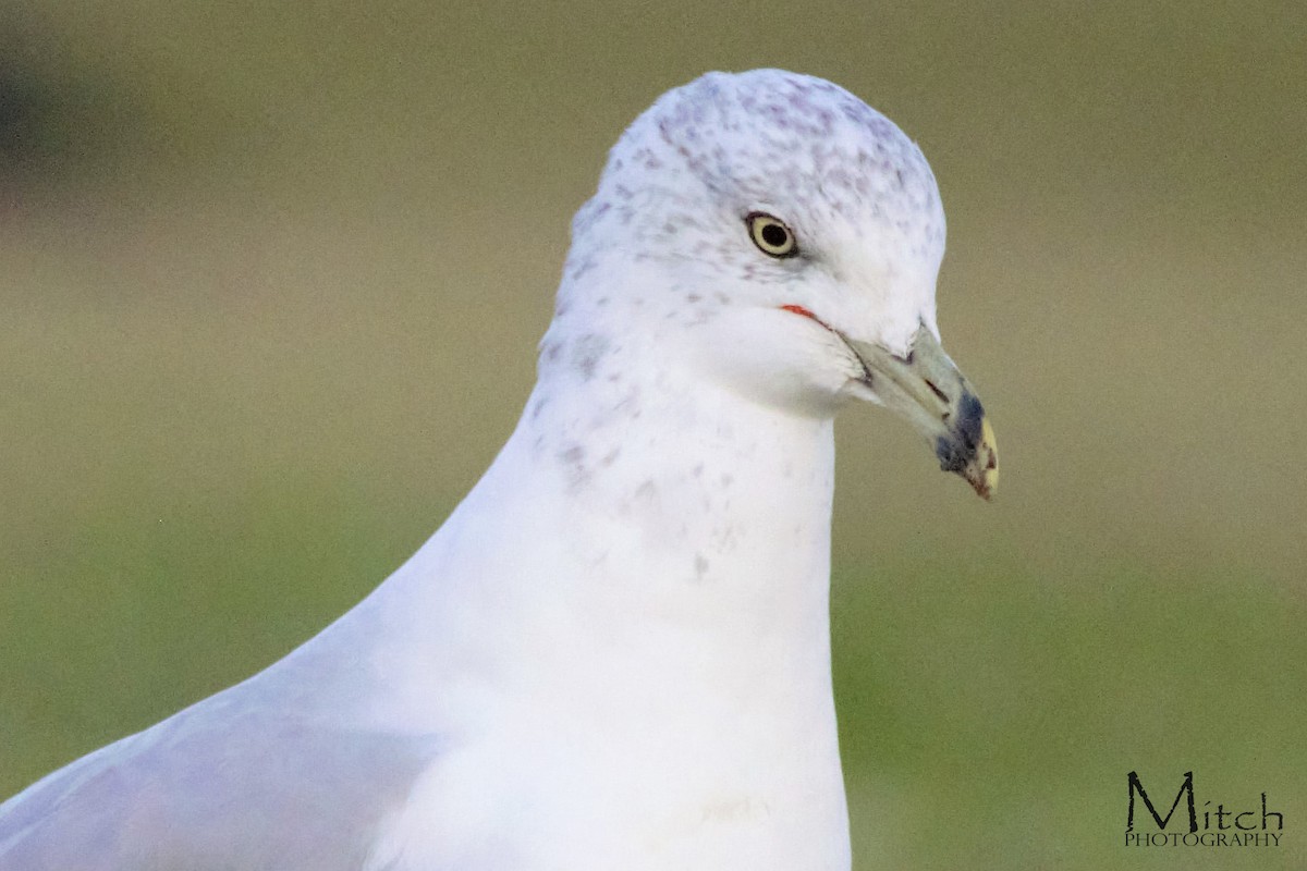 Ring-billed Gull - ML117389661