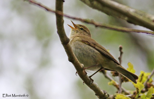 Iberian Chiffchaff - ML117394581