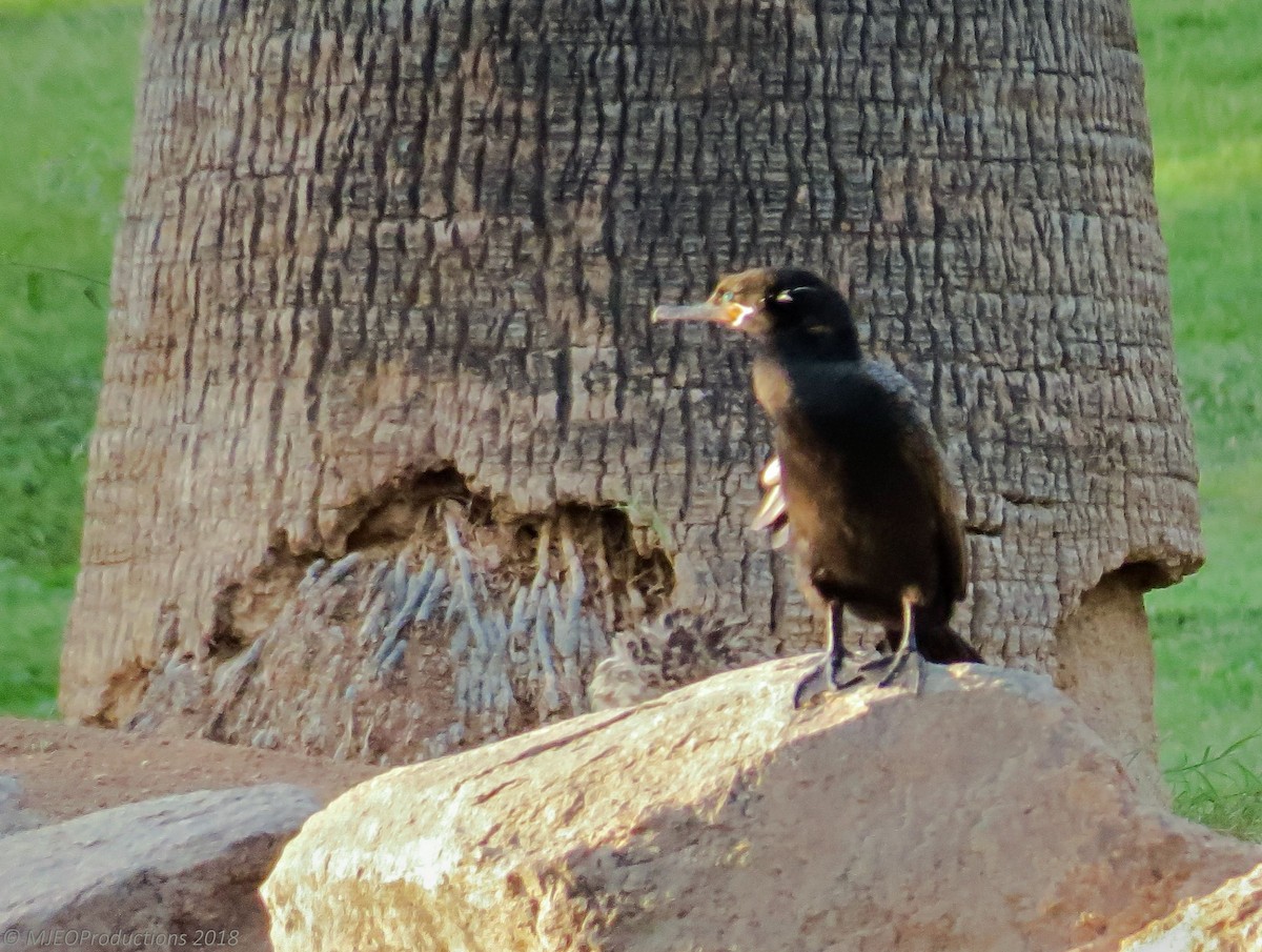 Neotropic Cormorant - ML117395081