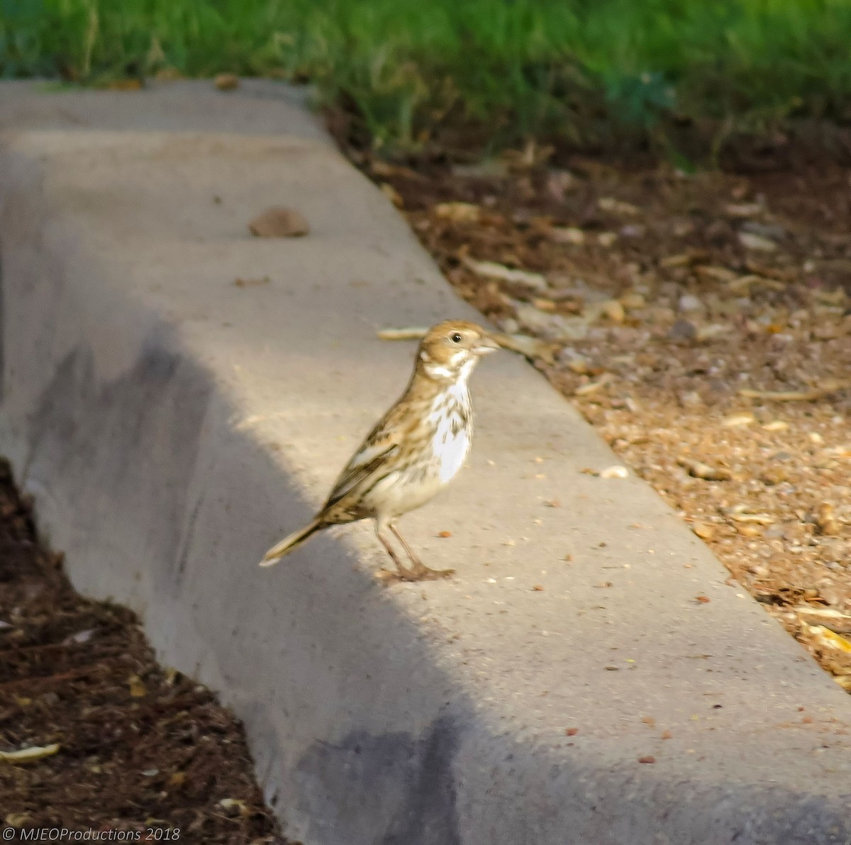 Lark Bunting - ML117395191