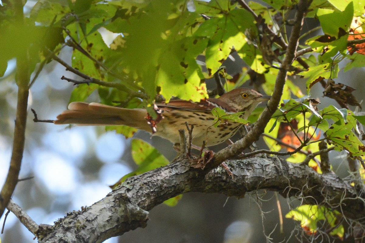 Brown Thrasher - ML117399731