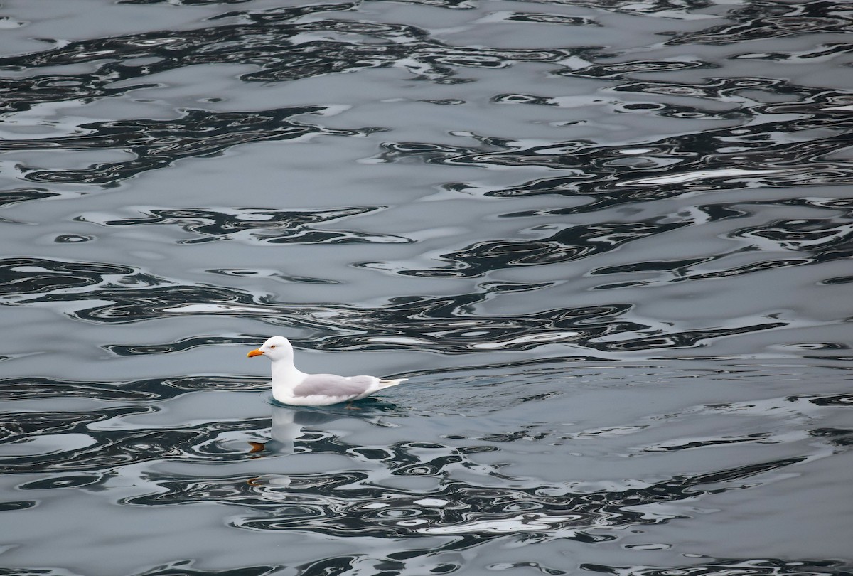 Glaucous Gull - ML117402761