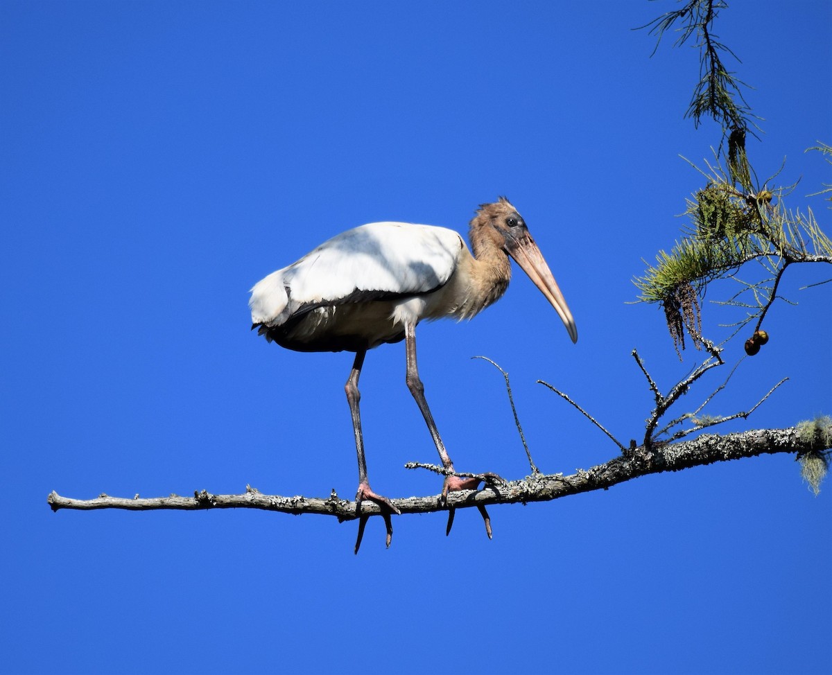 Wood Stork - ML117403121