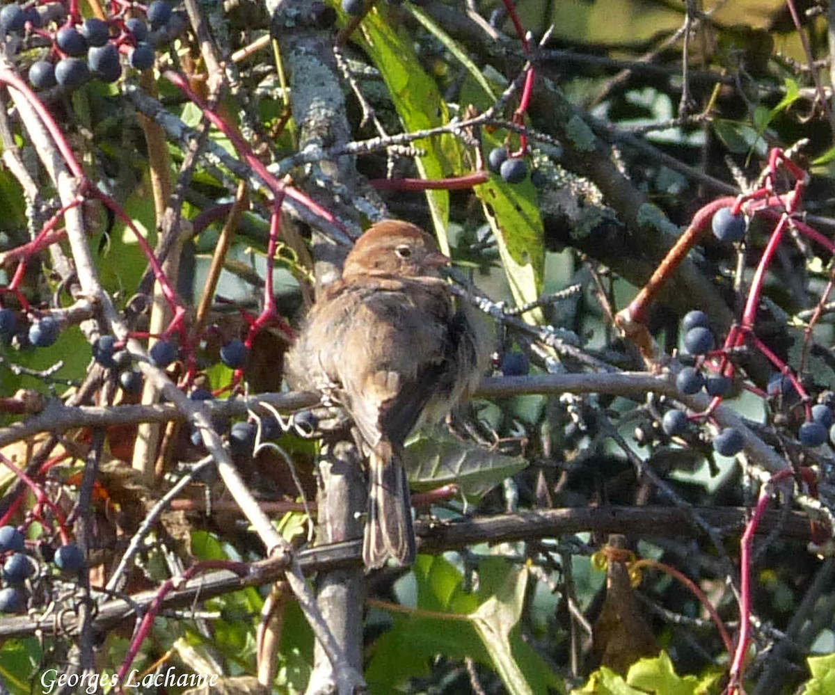 Field Sparrow - ML117404331