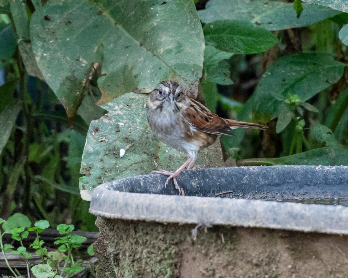 Swamp Sparrow - ML117405591