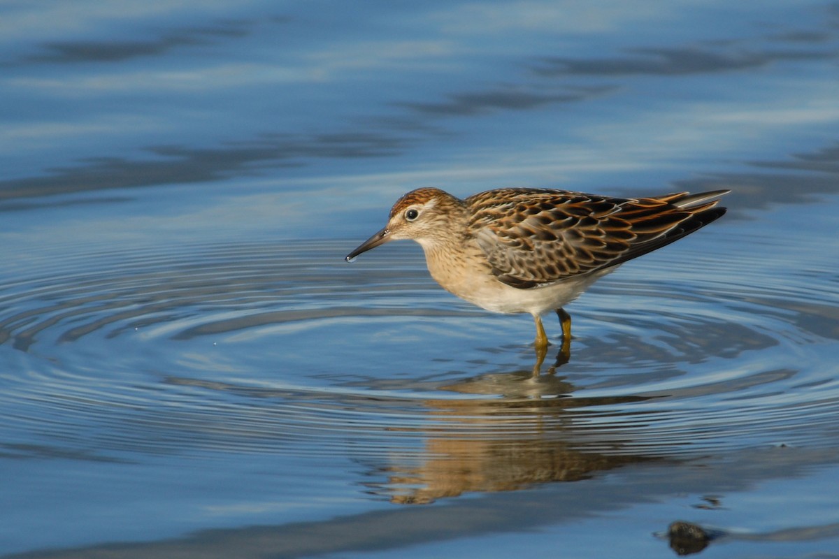 Sharp-tailed Sandpiper - Cameron Eckert