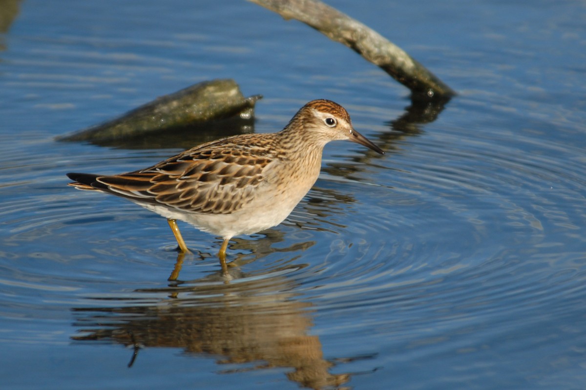 Sharp-tailed Sandpiper - Cameron Eckert