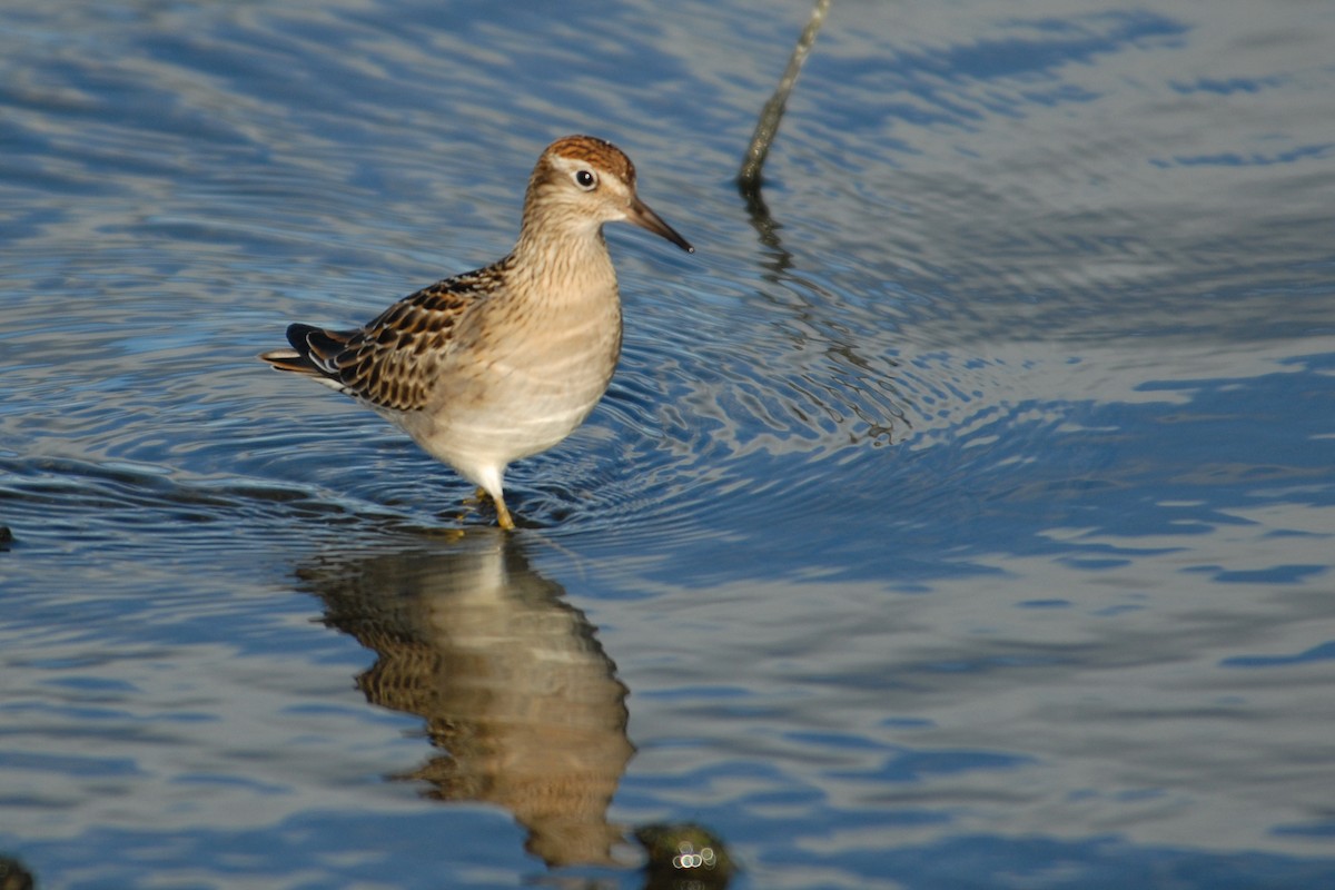 Sharp-tailed Sandpiper - Cameron Eckert