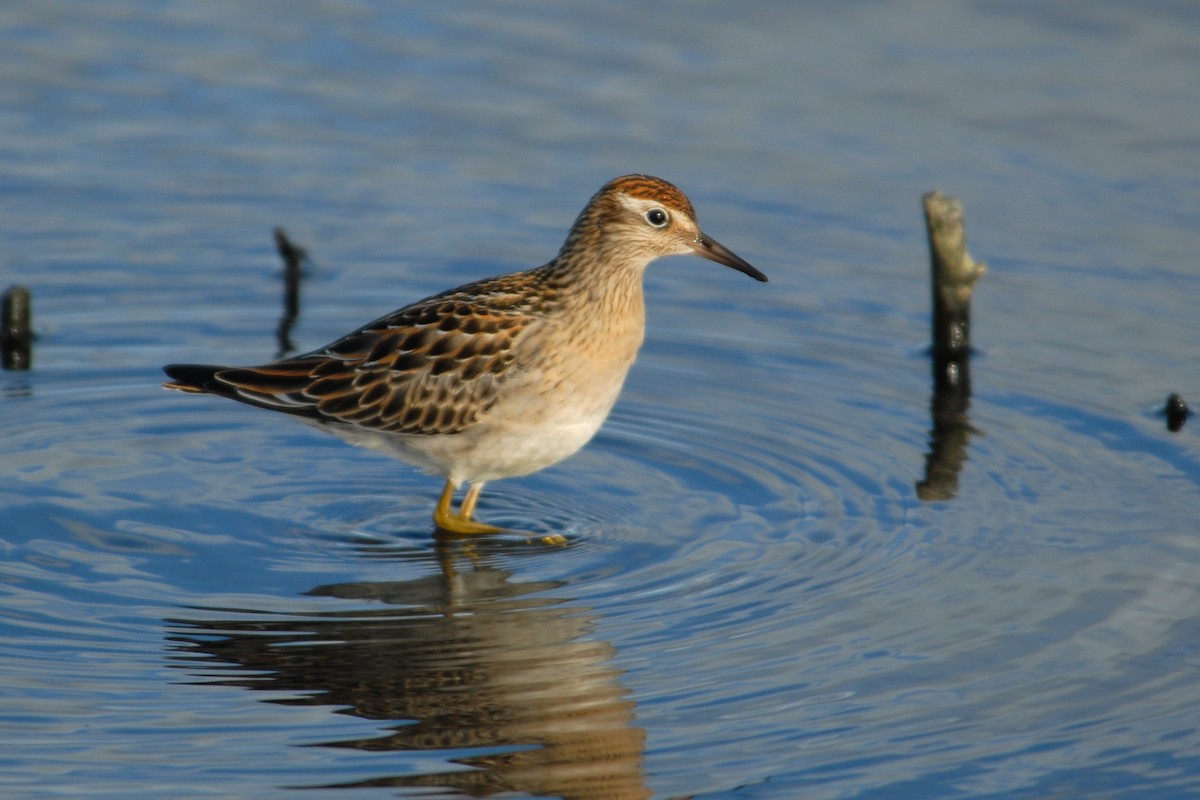 Sharp-tailed Sandpiper - Cameron Eckert