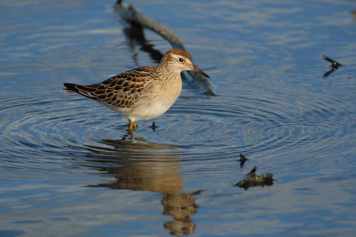 Sharp-tailed Sandpiper - Cameron Eckert