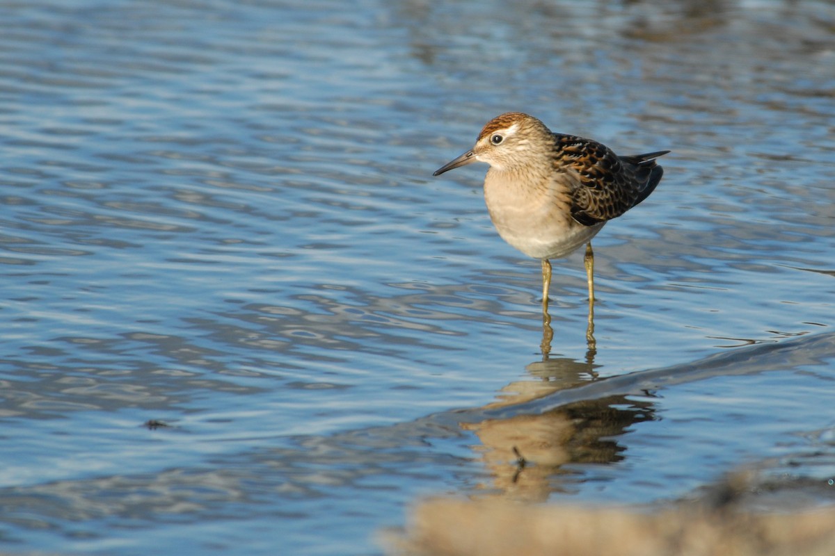 Sharp-tailed Sandpiper - Cameron Eckert