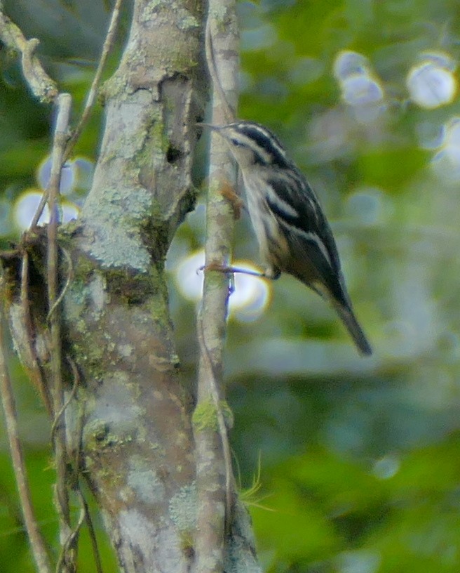 Black-and-white Warbler - ML117406891