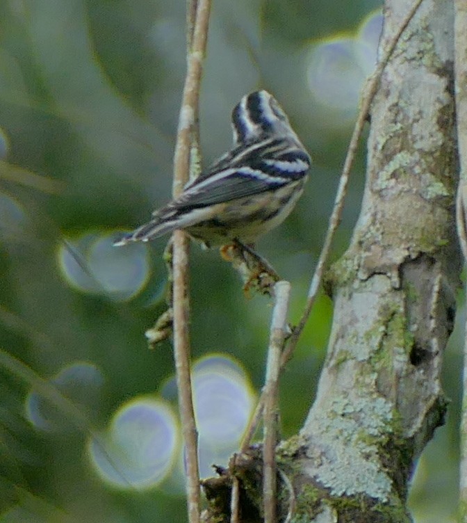 Black-and-white Warbler - ML117406931